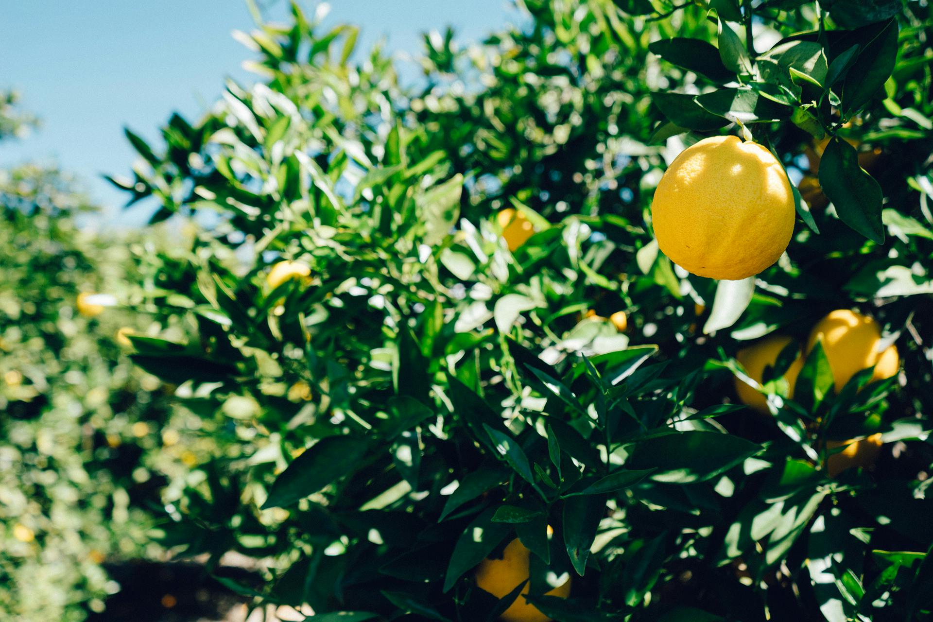 Kostenloses Stock Foto zu baum, frucht, zitrone